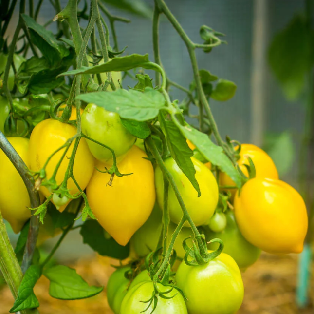 Graines de tomate Téton de Venus