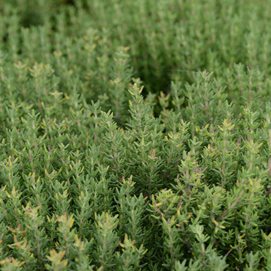 Plant de Thym Officinal