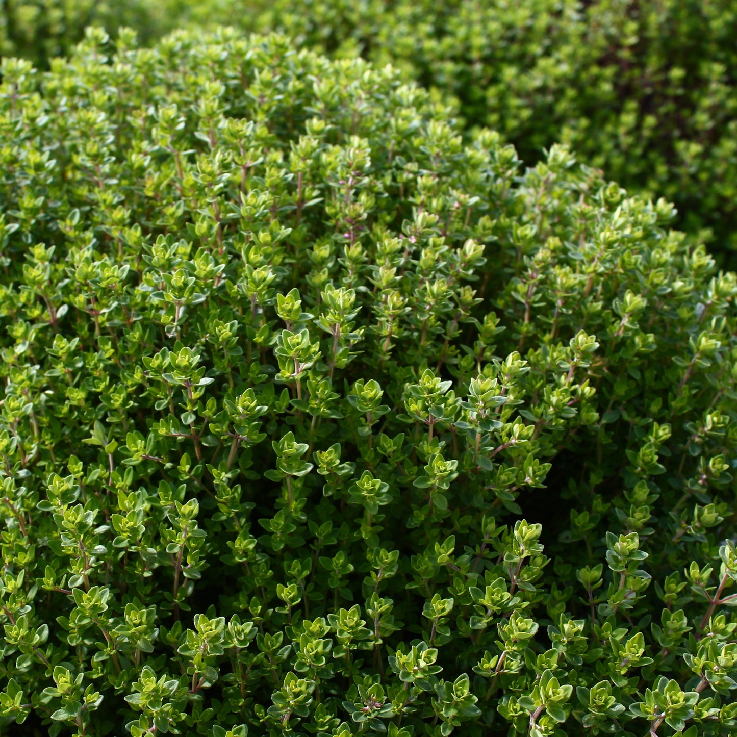 Plant de Thym Citron