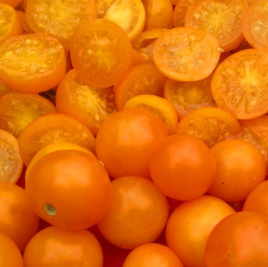 Graines de tomate Wendy
