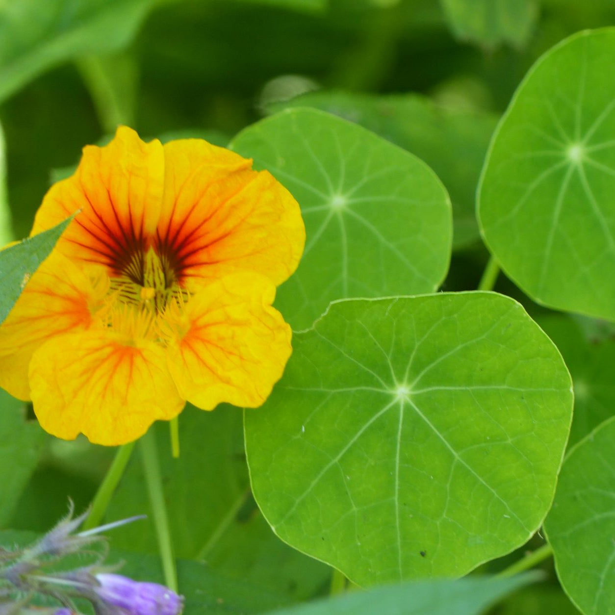 Plant de Capucine (compagne)