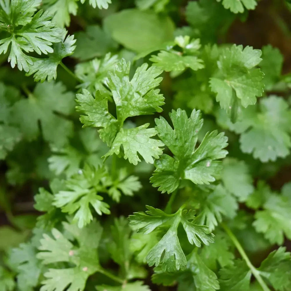 Graines de Coriandre