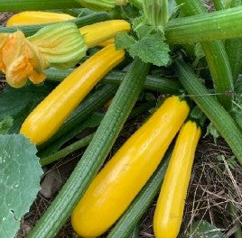 Graines de Courgette Gold Rush