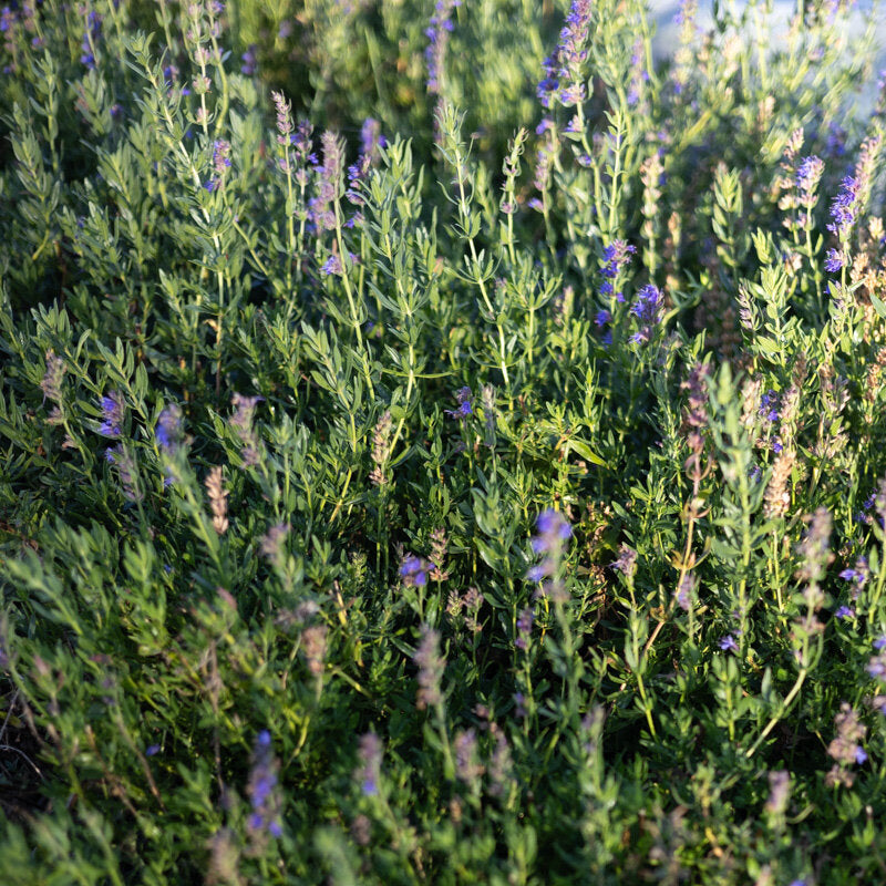 Plant Hysope