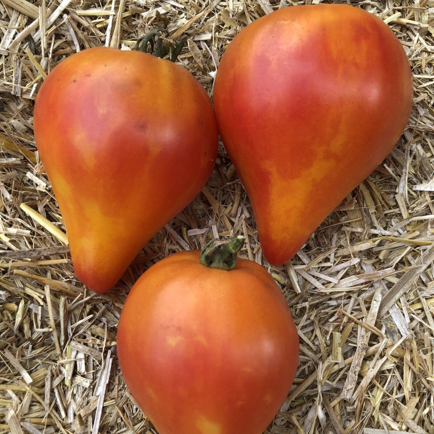 Graines de tomate Isoler Bicolor