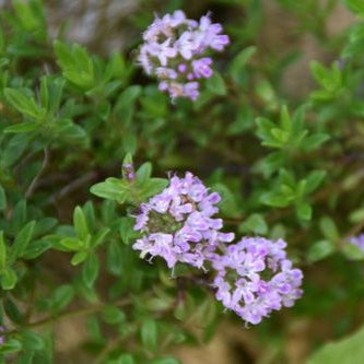 Plant de Thym Luisant