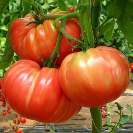 Graines de tomate Marmande Rouge (NOUVEAUTÉ 2025)