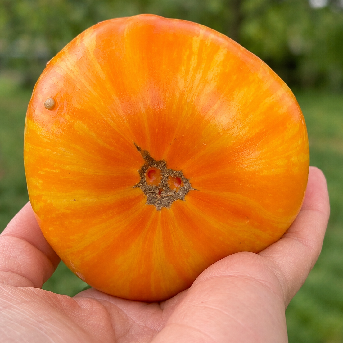 Graines de tomate Big Yellow Zebra (NOUVEAUTÉ)