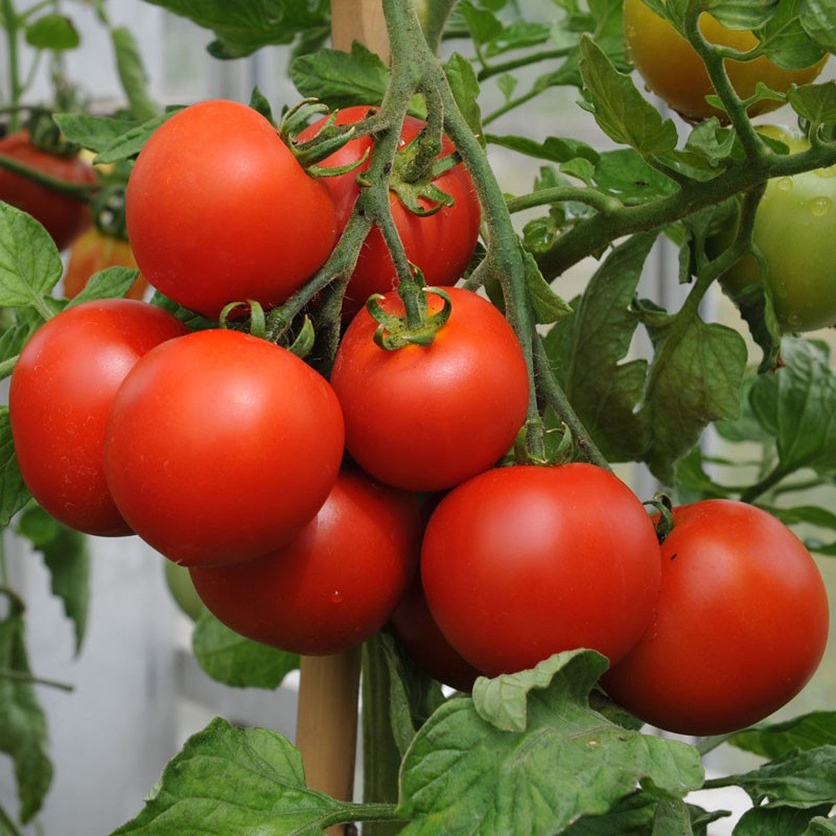 Graines de tomate Montfavet (NOUVEAUTÉ 2025)
