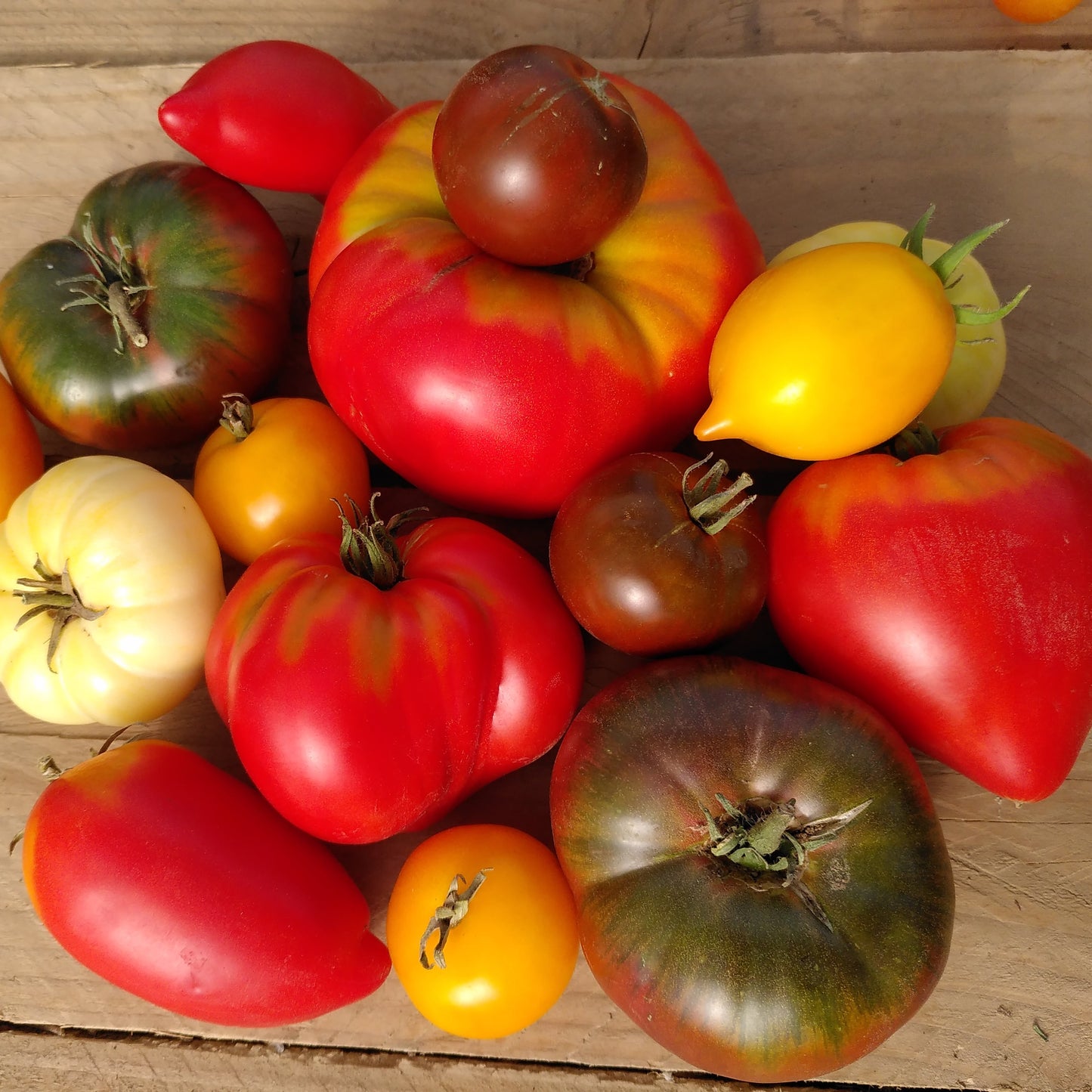 9 Plants : Grosses Tomates pour extérieur