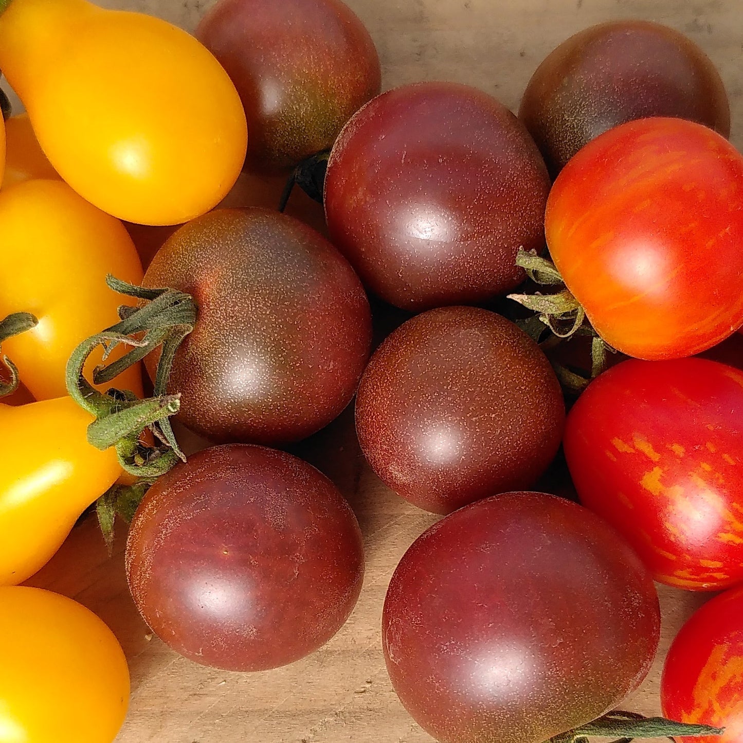3 Plants : Tomates Cerises