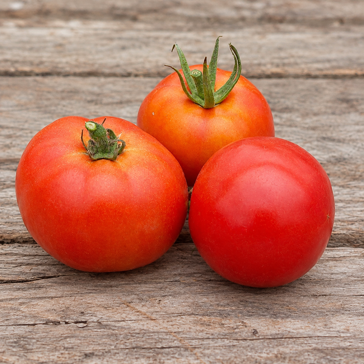 Graines de tomate Taller de Lubre (NOUVEAUTÉ)
