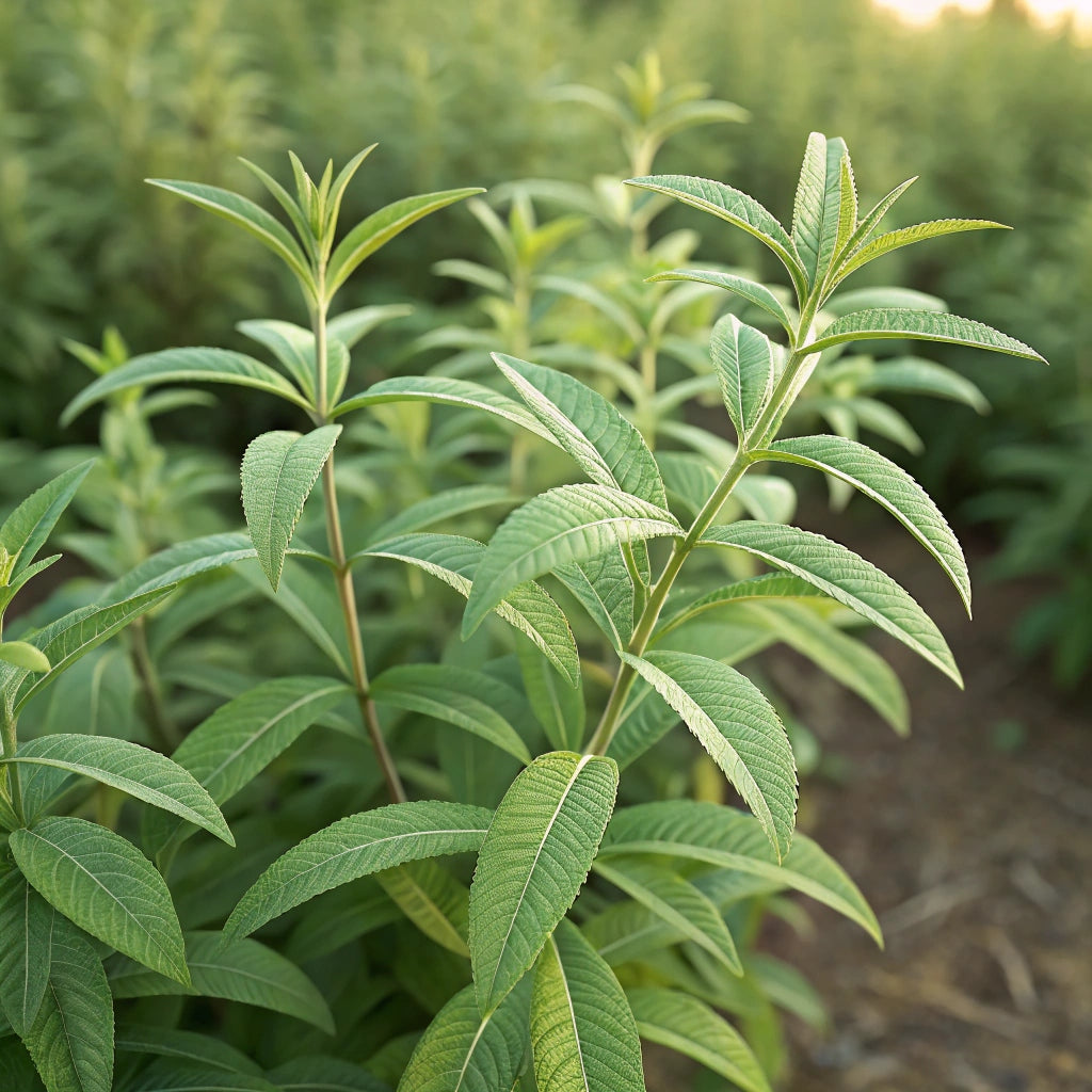 Plant de Verveine Citronnée