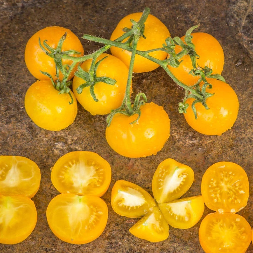 Graines de tomate Wendy