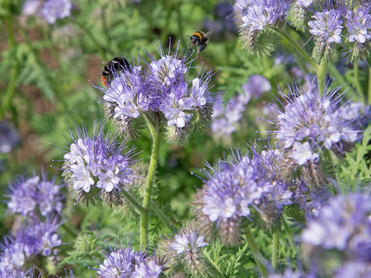 Des semences paysannes pour la biodiversité