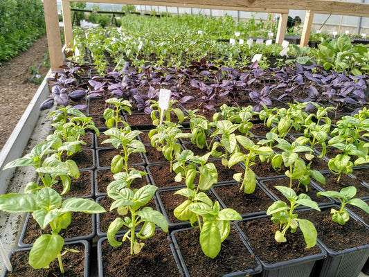 Faire tes semis… mais quel terreau choisir ?