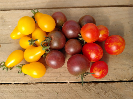 Nos secrets pour réussir vos tomates !
