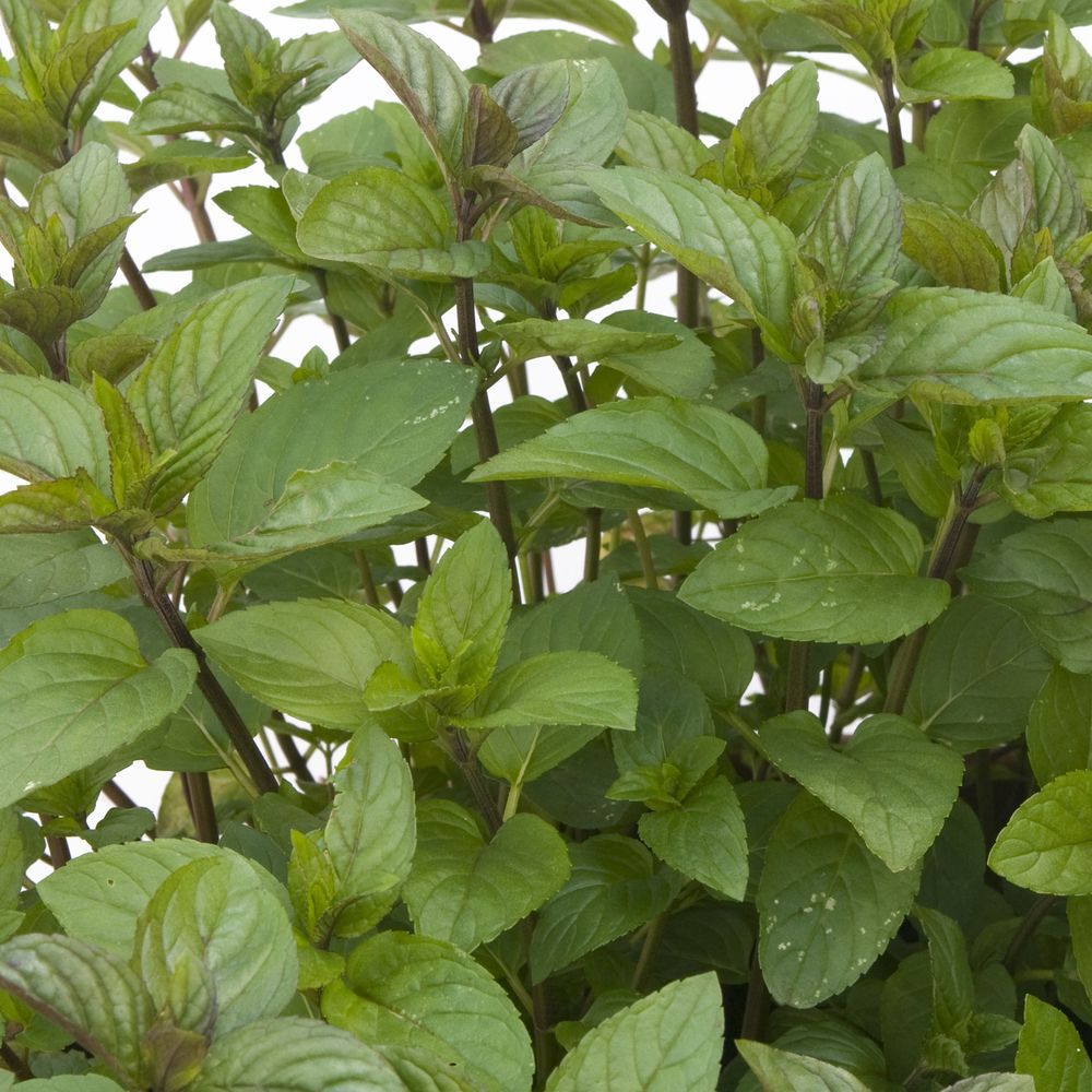 Plant de Menthe Chocolat