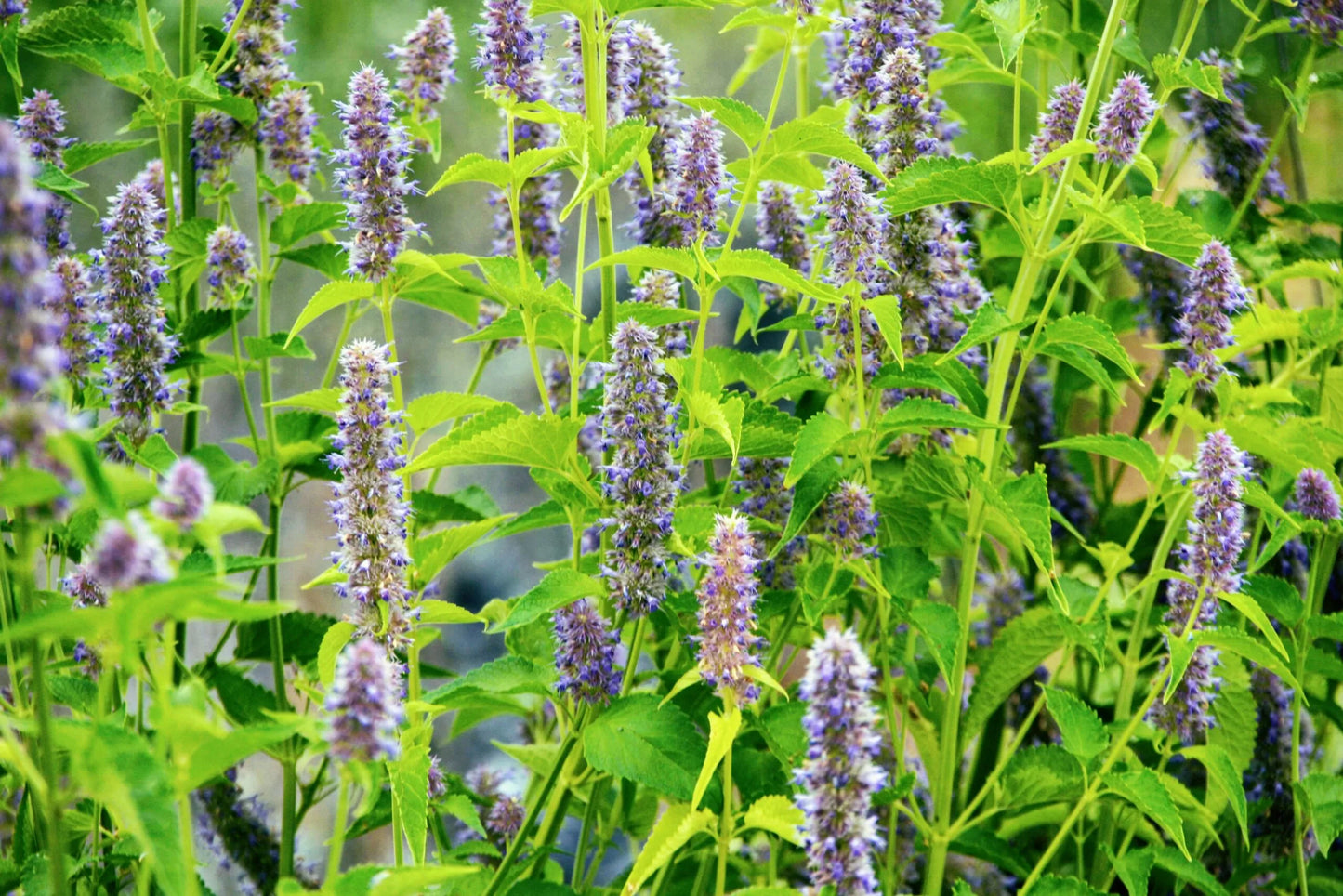 Graines d'Agastache Anisée