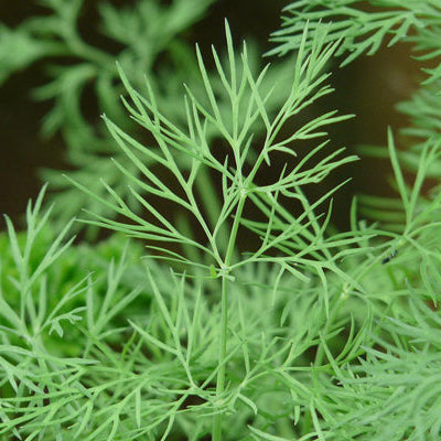 Plant Aneth