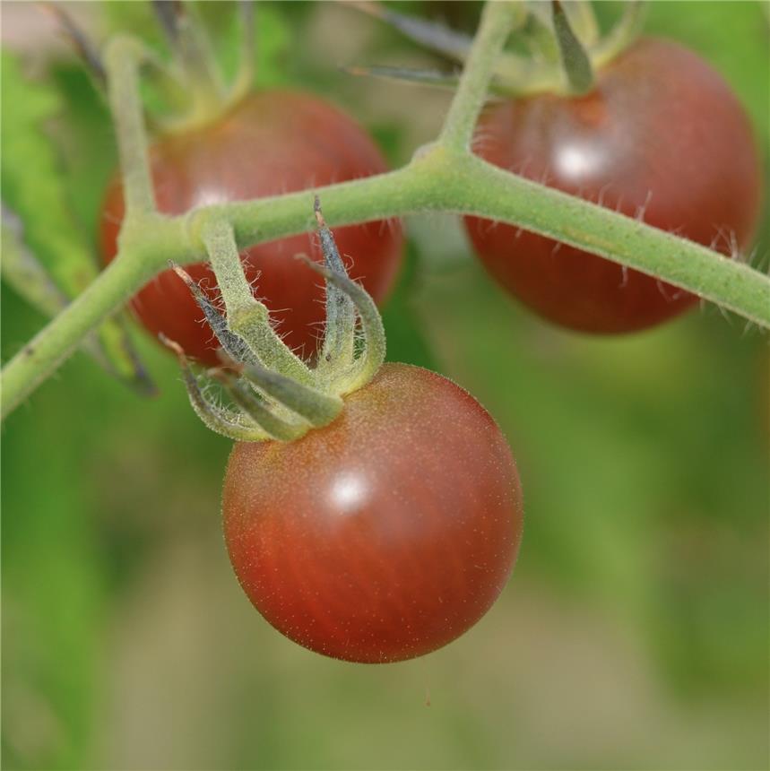 Graines de tomate cerise Black Cherry