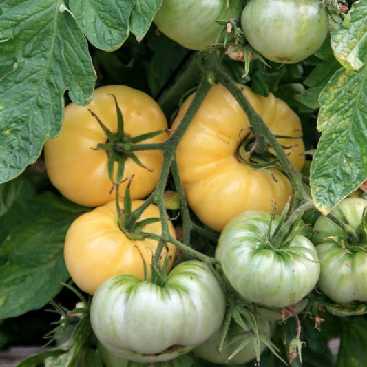 Graines de tomate Beauté Blanche