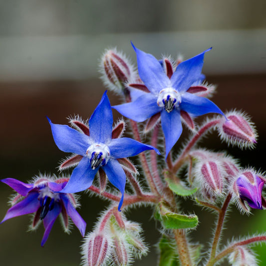Plant de Bourrache