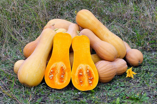 Graines de courge Butternut