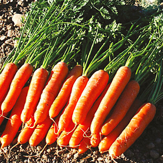 Graines de carotte Dolciva
