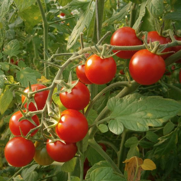 Graines de tomate Cerise Rouge