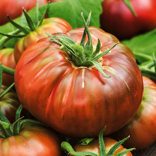 Graines de tomate Charbonnière Noire Russe (NOUVEAUTÉ 2025)