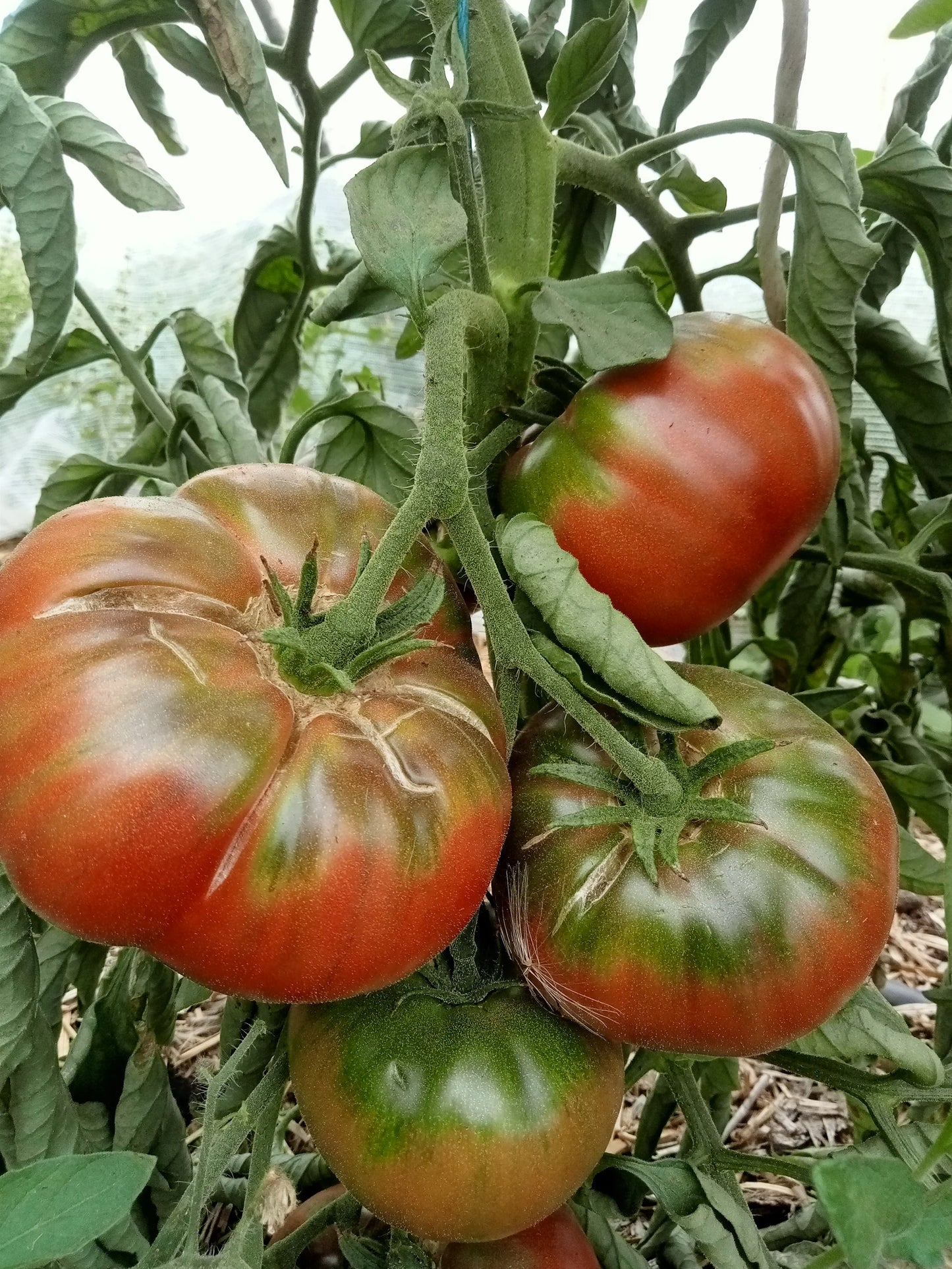 Graines de tomate Charbonnières du Berry