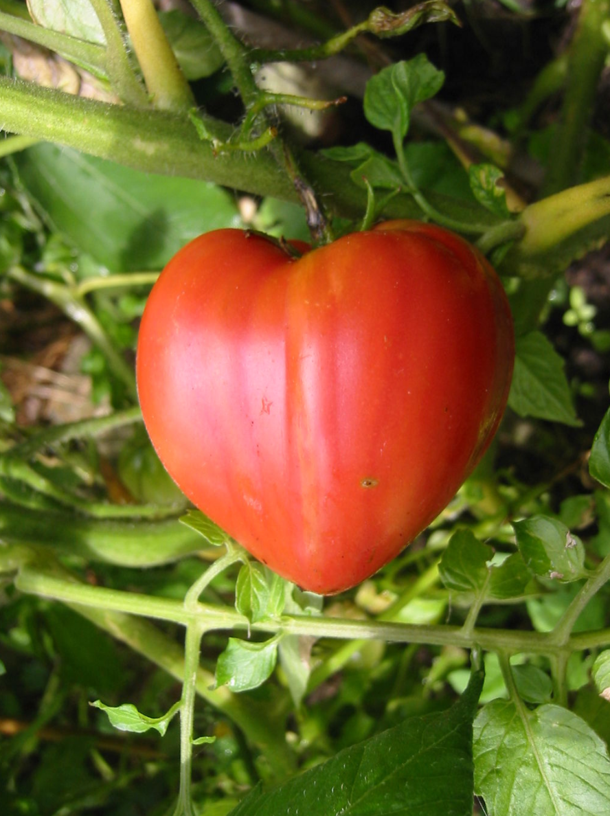 Graines de tomate Coeur de Boeuf