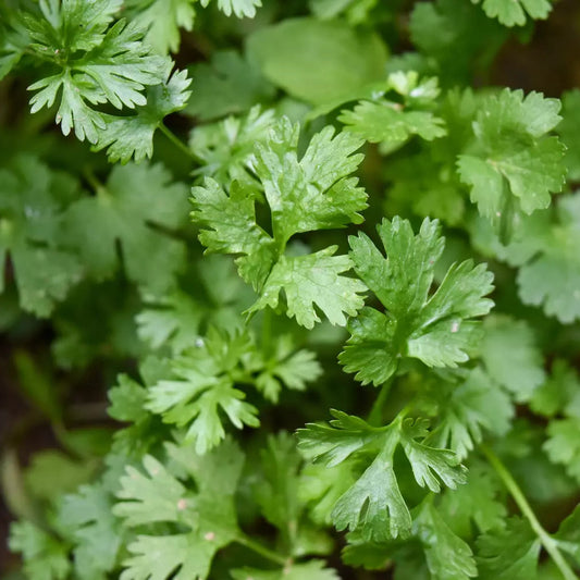 Plant de Coriandre