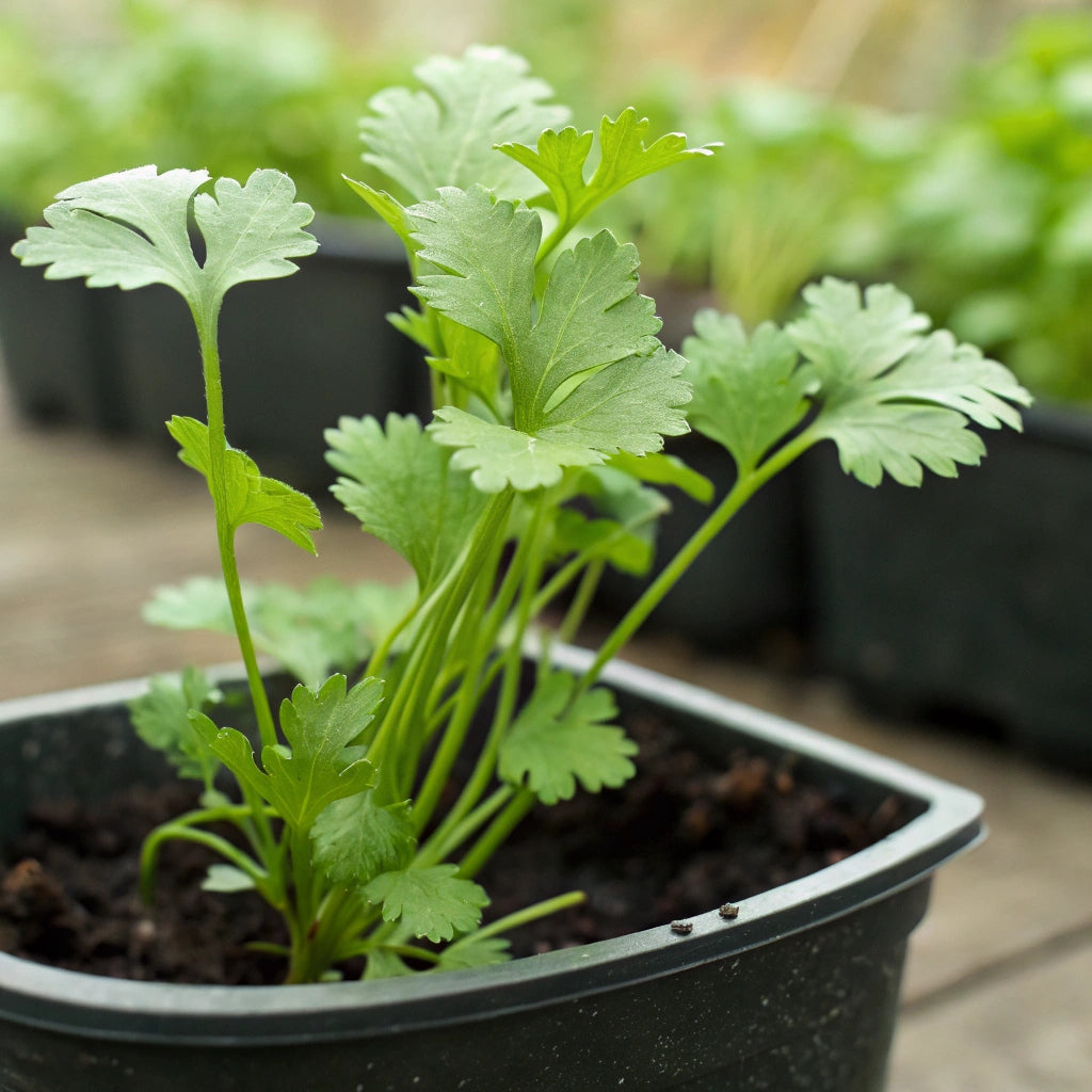 Plant de Coriandre