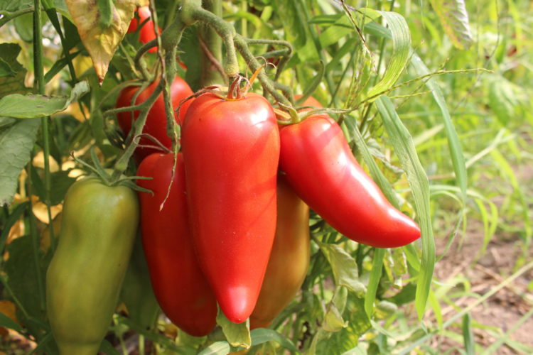 Graines de tomate Cornue des Andes