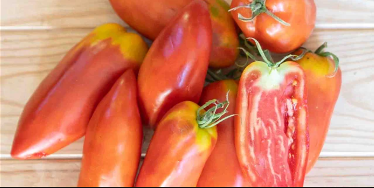 Graines de tomate Cornue des Andes