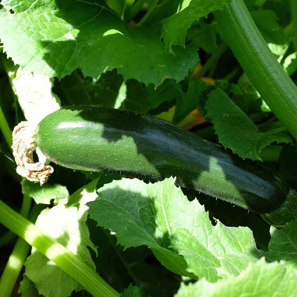 Graines de courgette verte Black Beauty