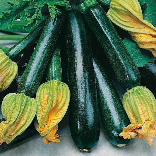 Graines de courgette verte Black Beauty