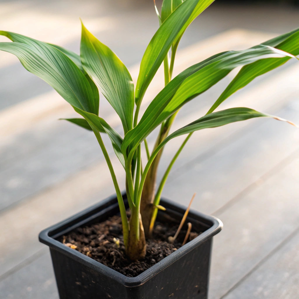 Plant de Gingembre Mioga