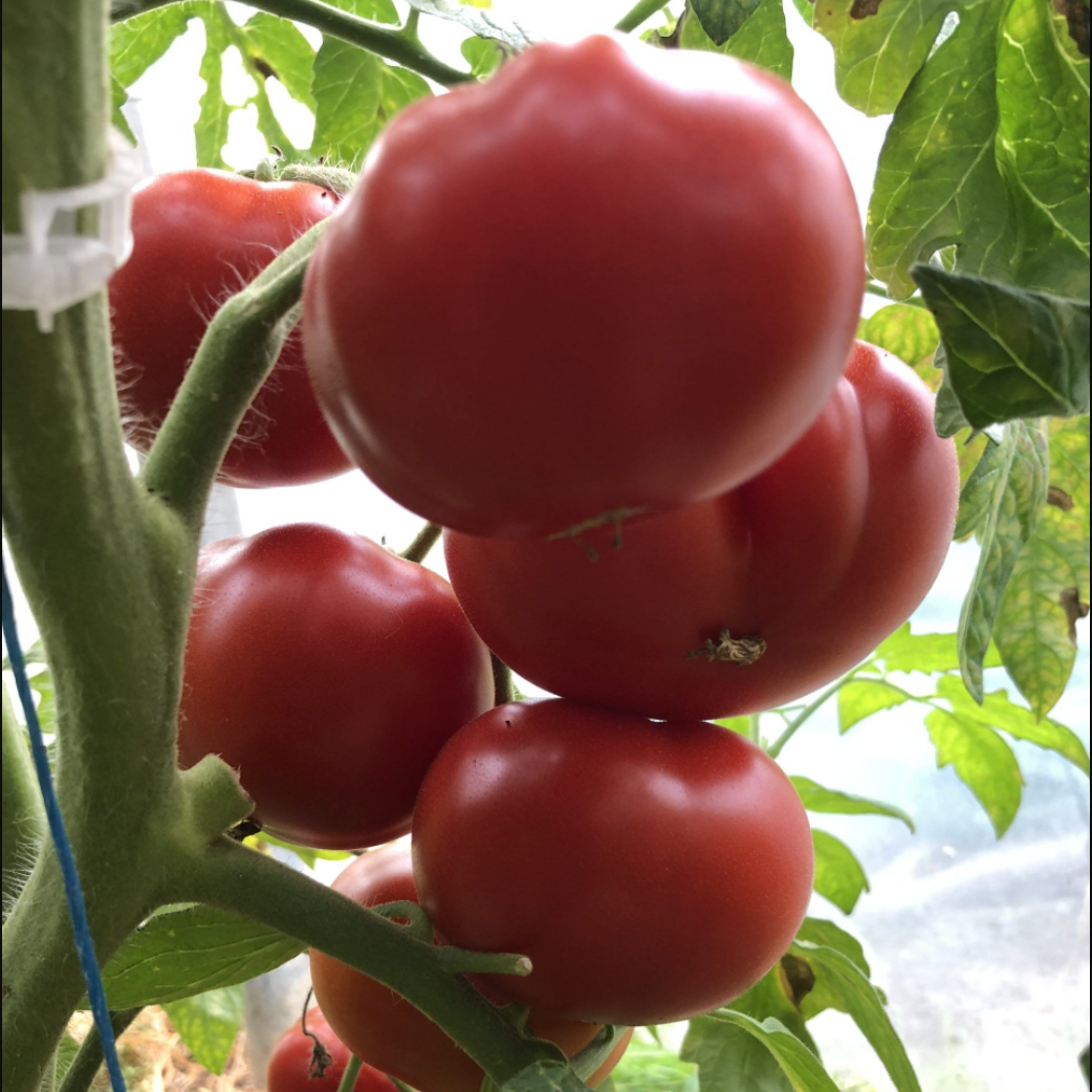 Graines de tomate Gloire de Maline