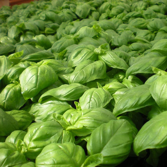 Graines de Basilic Grand Vert
