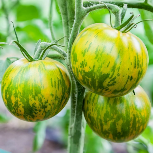 Graines de tomate Green Zebra