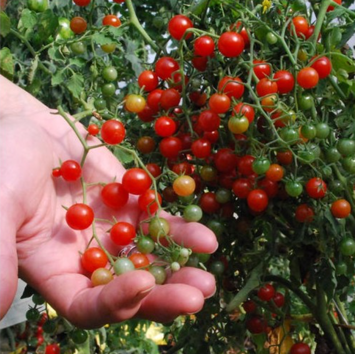 Graines de tomate Groseille