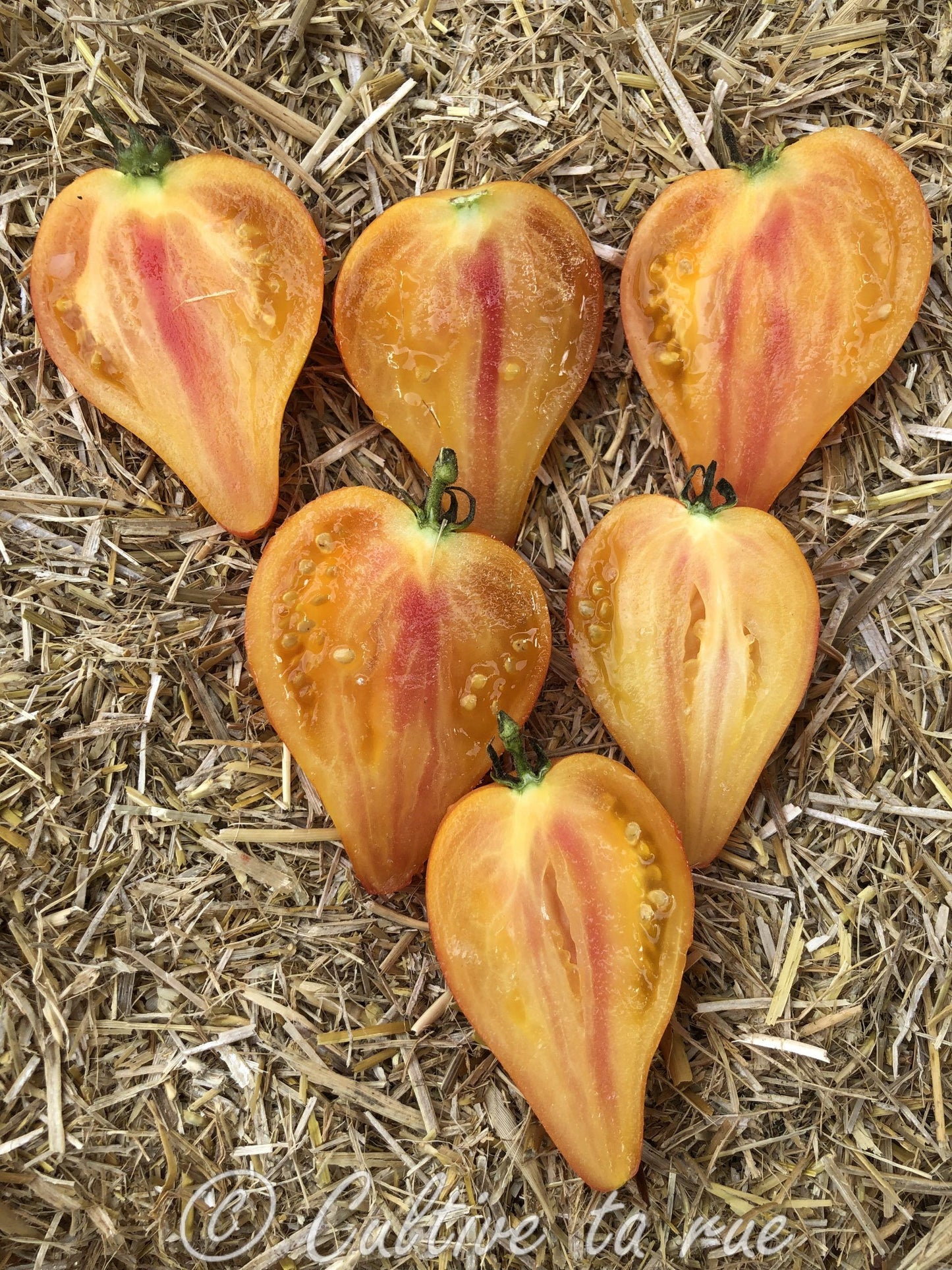 Graines de tomate Isoler Bicolor