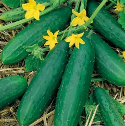 Plant de Concombre Le Généreux