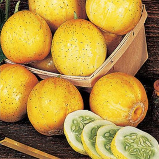 Graines de concombre Lemon (NOUVEAUTÉ 2025)