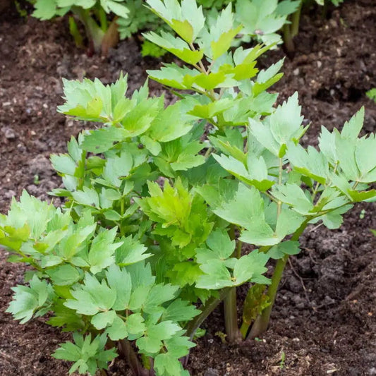 Plant de Livèche (Celeri perpetuel)