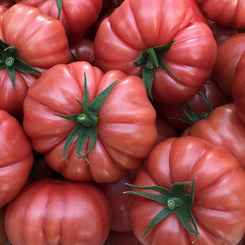 Graines de tomate Marmande Rose (NOUVEAUTÉ 2025)