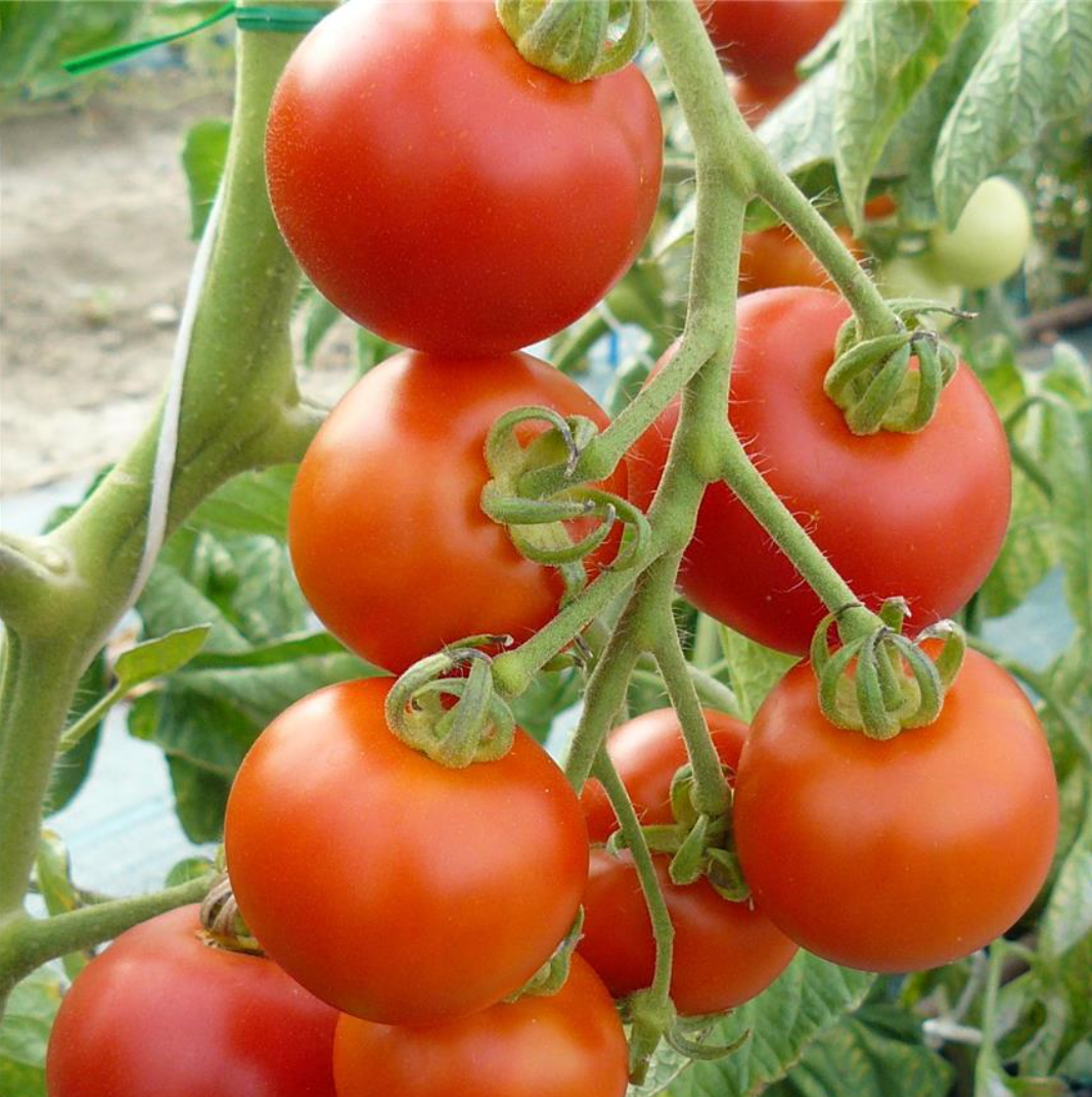 Graines de tomate Matina